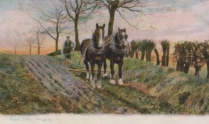 Clydesdale Horses ploughing