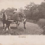 Harvesting with Clydesdale Horses