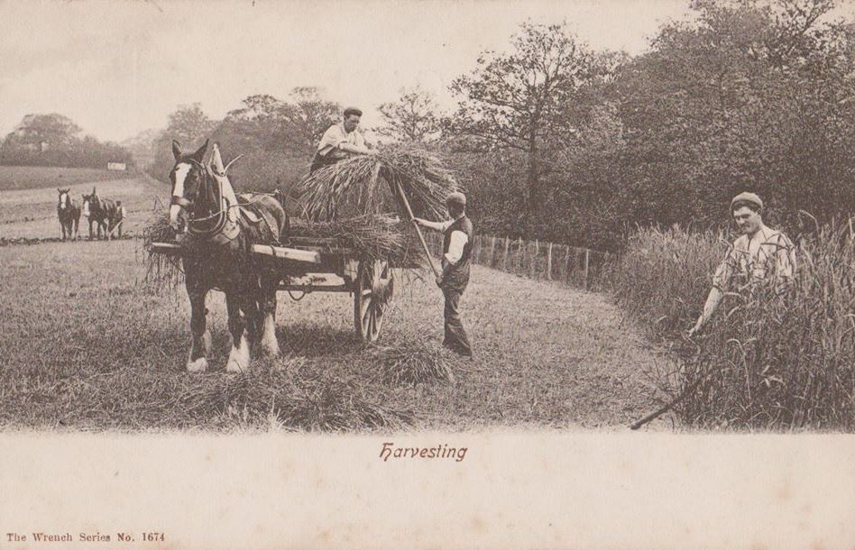 Harvesting with Clydesdale Horses