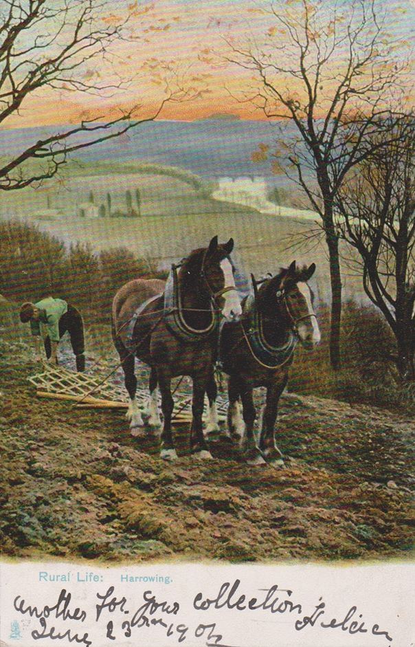 Rural life postcard series showing Clydesdale Horses