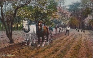 Postcard showing Clydesdale Horses