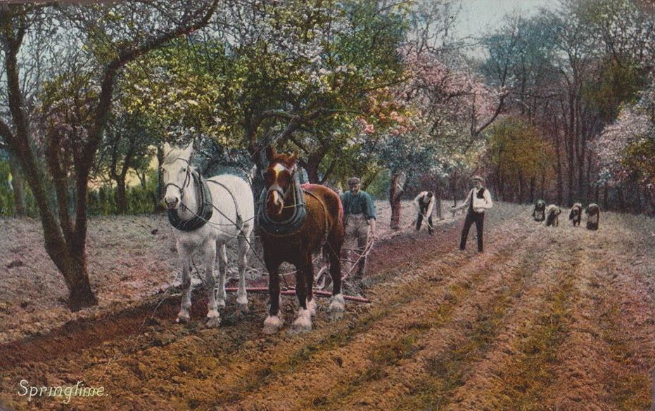 Postcard showing Clydesdale Horses