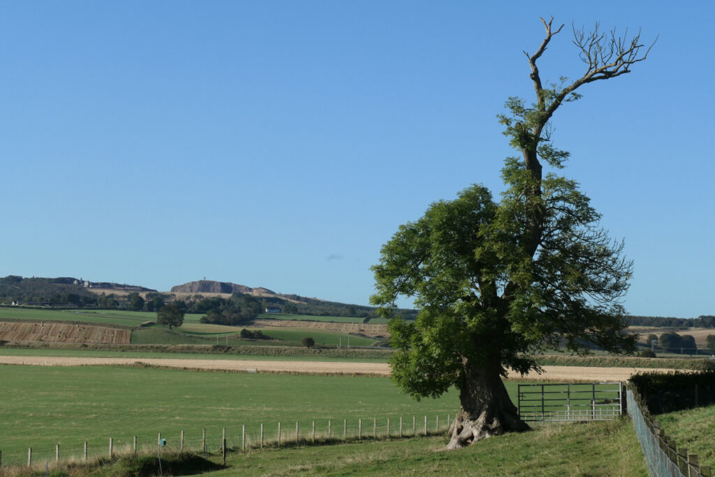 Old ash tree at Lampits